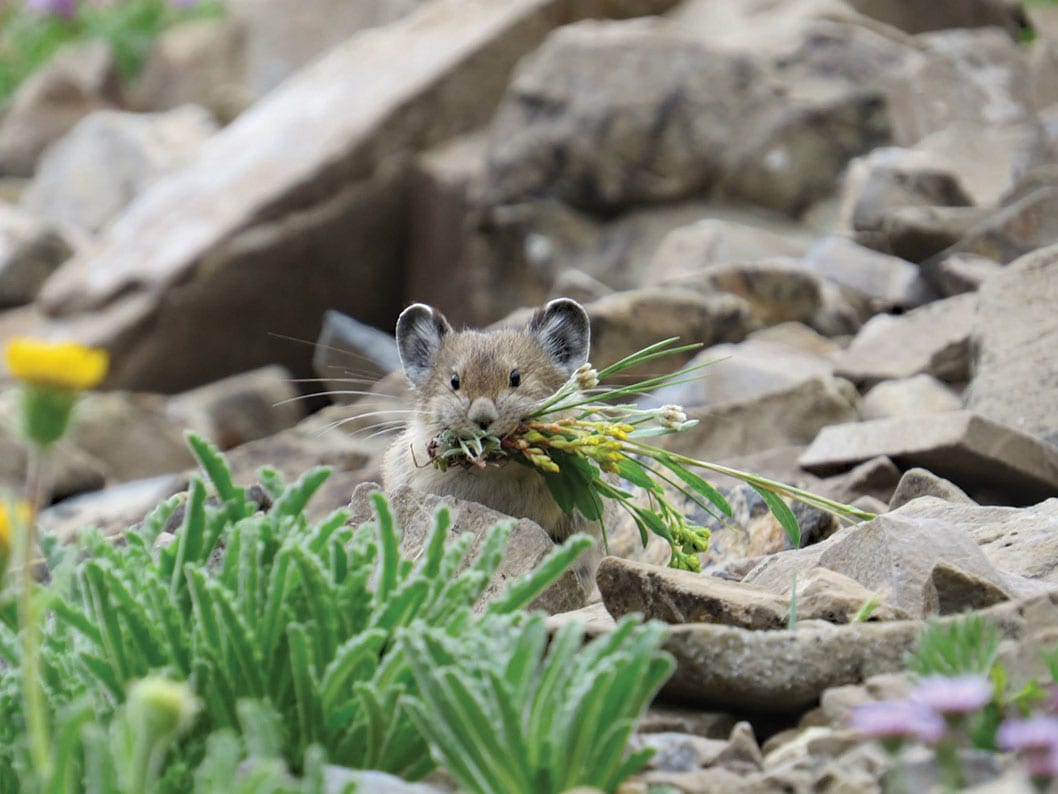 American pika disappears from large area of California's Sierra Nevada  mountains