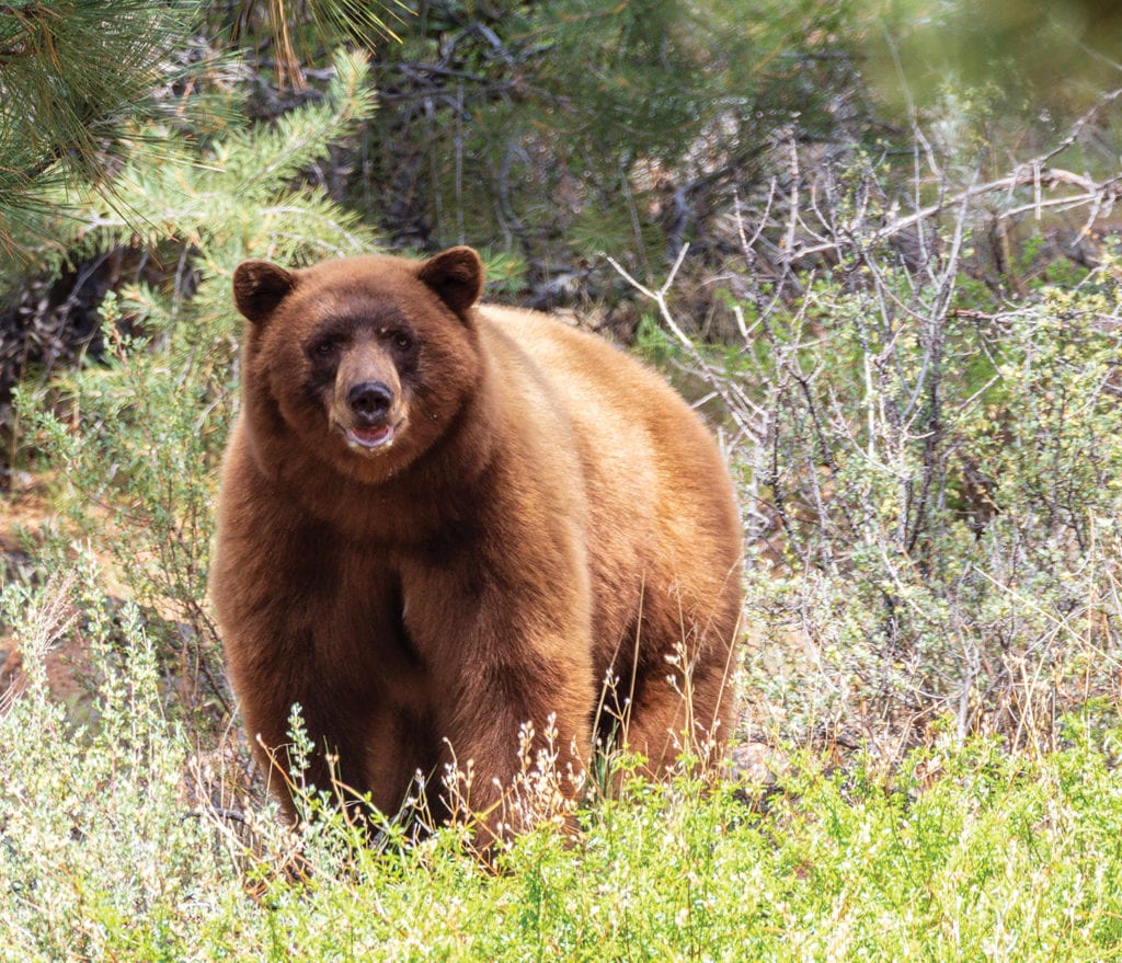 Through the Lens: Where Wild Things Roam - Tahoe Quarterly