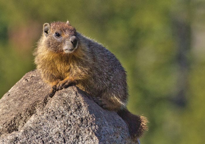 Through the Lens: Where Wild Things Roam - Tahoe Quarterly