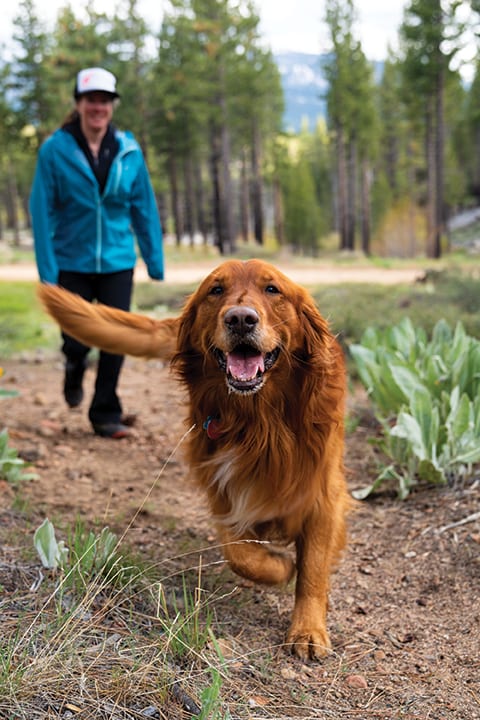 Rescue dog slides down Heavenly Mountain, Lake Tahoe