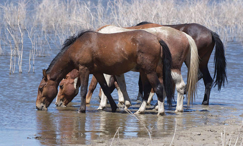 Wild Horse`s Valley © – Freedom for horses