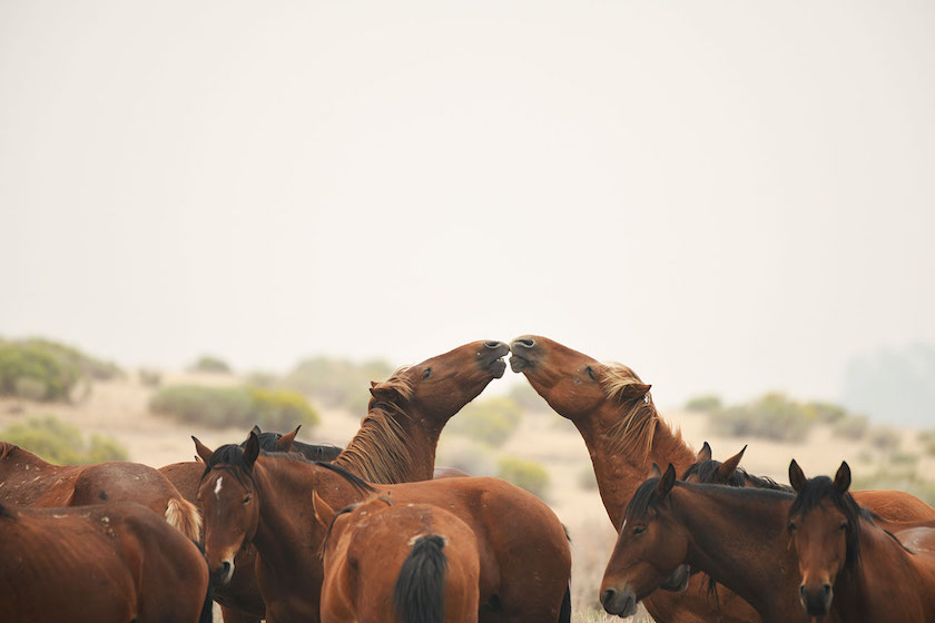 Wild Horse`s Valley © – Freedom for horses