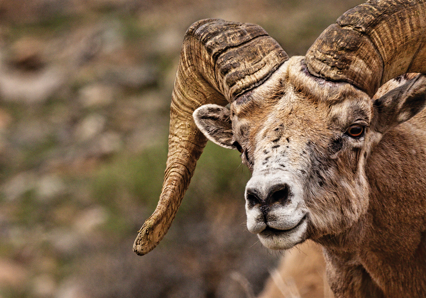 Conservation Currents  A New Home for Our Goats: The Mountain Goat  Translocation Plan — The Mountaineers