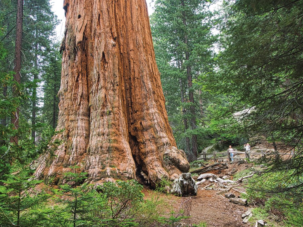 Giant Sequoia trees in Sequoia NP being protected from fire with structure  protection wrap - Wildfire Today