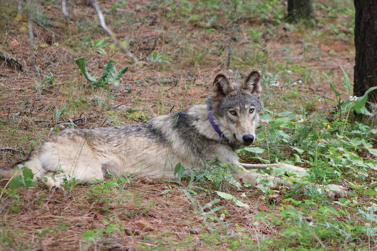 Man Wants Emotional Support Animal Back - It's A Coyote