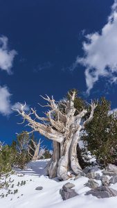 Half dead, half alive bristlecone pines in the White Mountains of eastern California, photo by Seth Lightcap