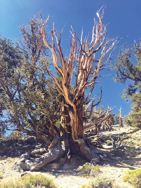 Ancient bristlecone pines in the White Mountains of eastern California, photo by Seth Lightcap