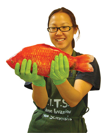 giant pet goldfish